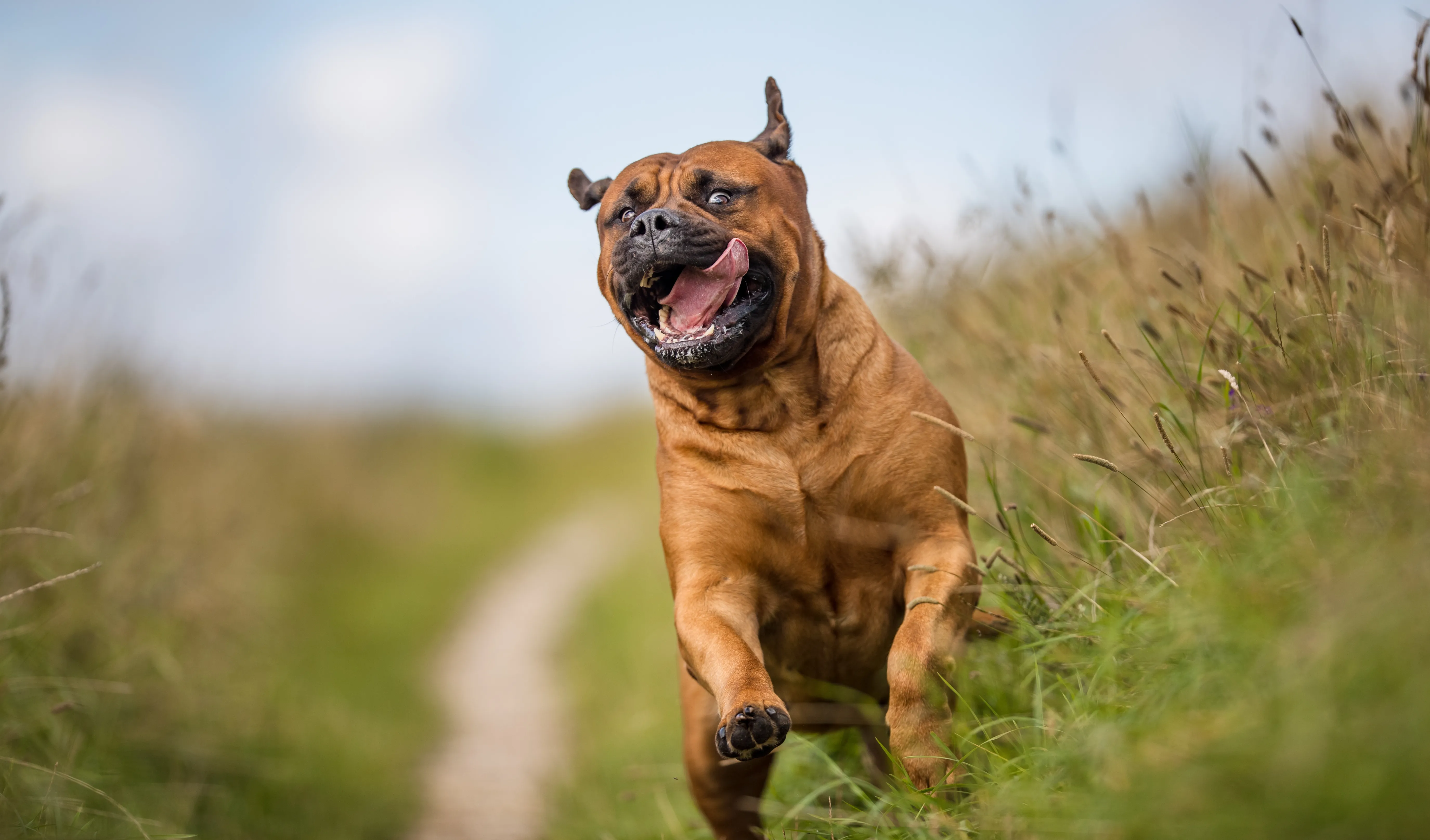 Bild von springendem Hund